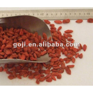 2012 nouvelles baies de goji bio